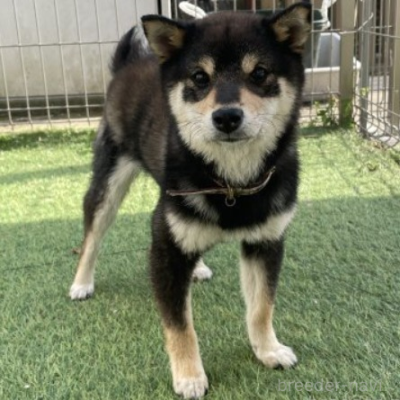 花鈴ちゃん1枚目